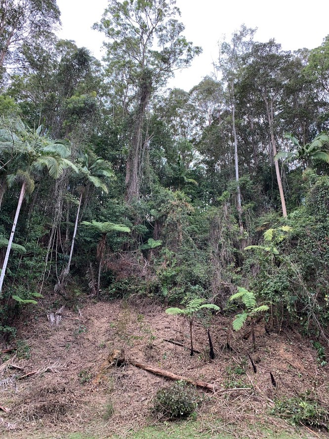 Regnerating Rainforest Hickey Am Emslie