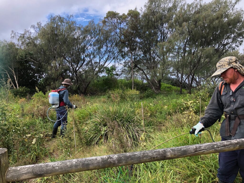 Contractors Control Priority Weeds At Salt (south Kingscliff)